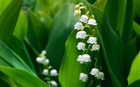 Muguet - UHPR