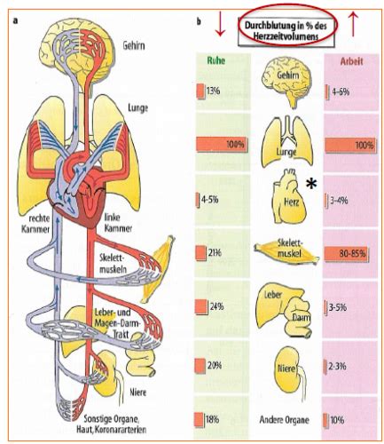 Herz Kreislaufsystem Karteikarten Quizlet