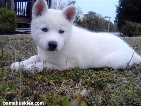 white cute husky puppies