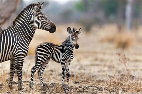 15 Of The Cutest Baby African Animals | Yellow Zebra Safaris