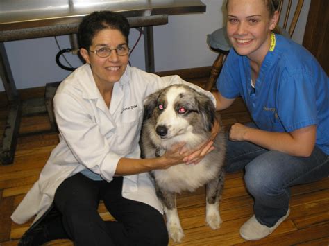 Hilltop Family Vet - Dog dehydration can be common especially during