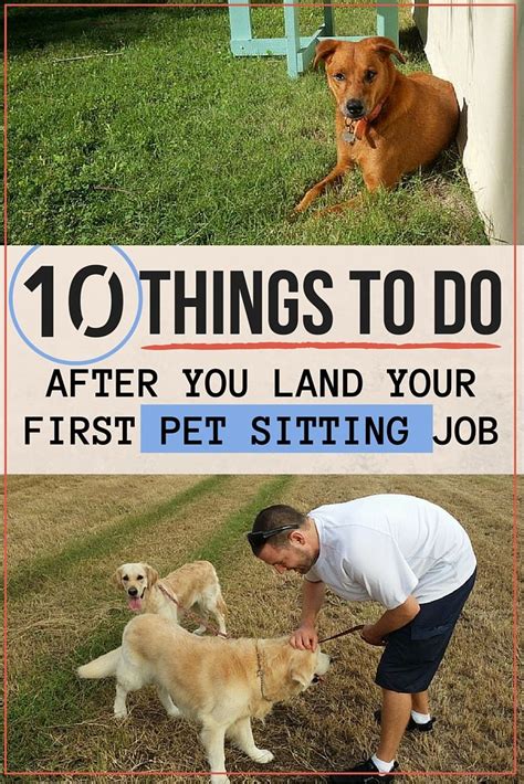 pet sitter   jobs     house sitter   easy steps pet sitter business pet