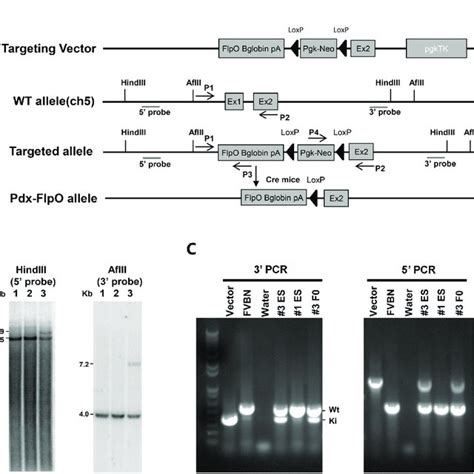 Generation Of Pdx1FlpO Ki Mice A Schematic Representation Of The