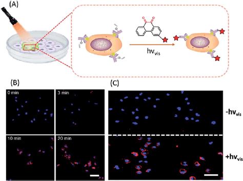 Spatiotemporal Labelling Of Live Cells Realized By The Visible Light