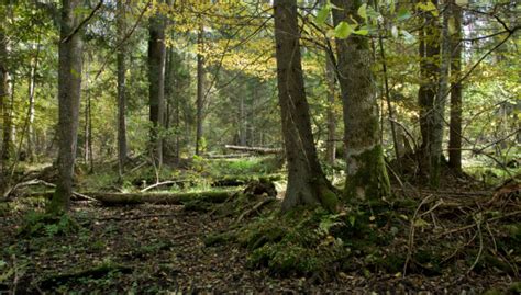 Autumnal Stand Of Bialowieza Forest Stock Photo Download Image Now