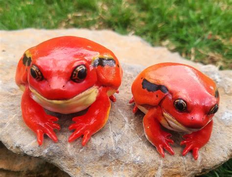 Tomato Frogs