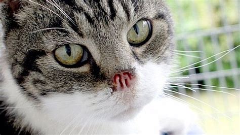 Cat With No Nose Struggling To Find New Home Bbc News