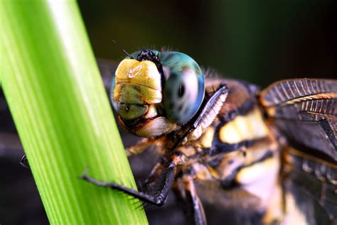 3840x2160 wallpaper | Dragonfly, Insects, Compound Eyes, one animal ...