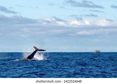 Whale Tail Slap: Over 544 Royalty-Free Licensable Stock Photos ...