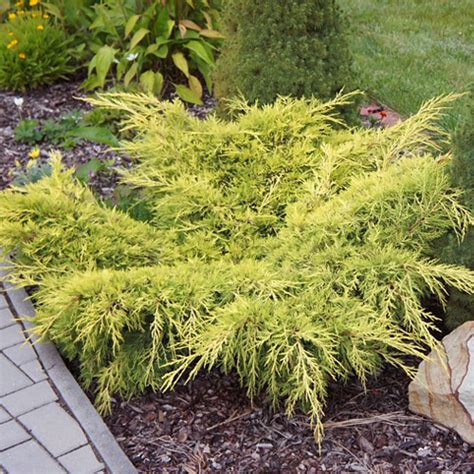 Можжевельник средний Олд Голд (Juniperus x pfitzeriana Old Gold ...
