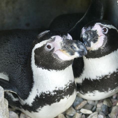 Same Sex Sexual Behavior And Genes A Complicated Connection Stat