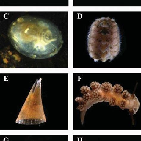 (PDF) Application of microCT in the study of the anatomy of small ...