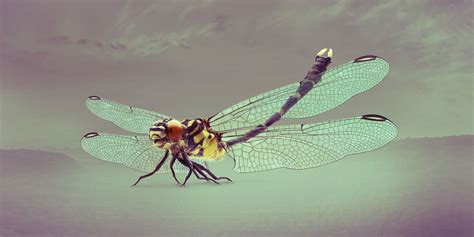 Dragonfly – ION Studio