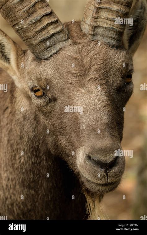 Goat Headshot Hi Res Stock Photography And Images Alamy