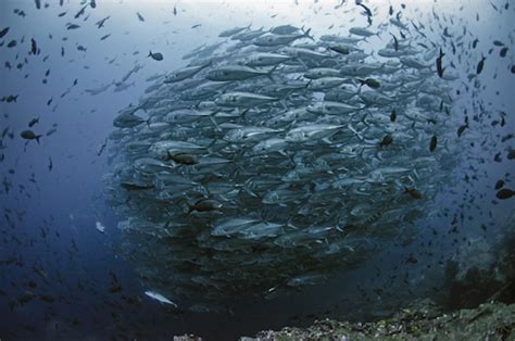 Galapagos Shark Diving | ZuBlu