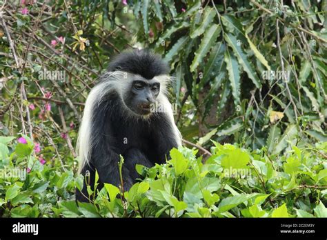 Angolan colobus monkey eats leaves Stock Photo - Alamy