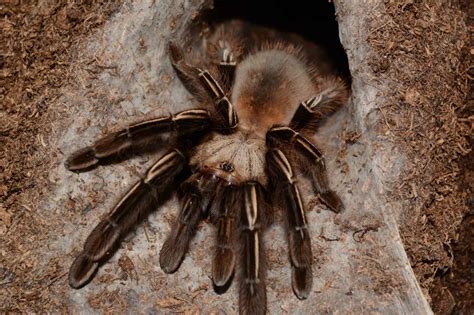 Tarantula Size Comparison: Just How Big Do These Spiders Get? - A-Z Animals