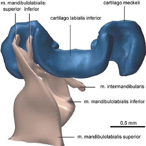 Three Dimensional Computer Reconstruction From Serial Histological