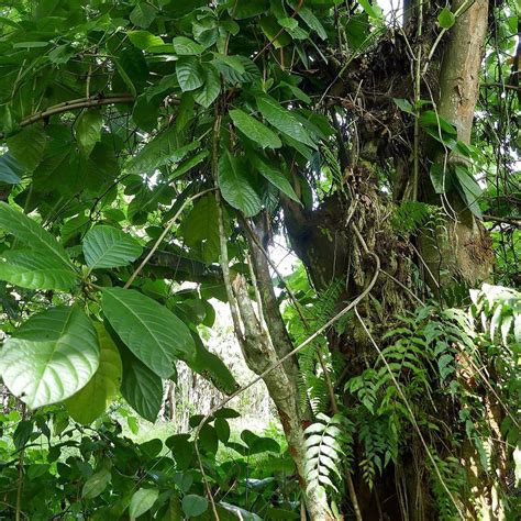 Discover Perus National Tree The Cinchona Tree