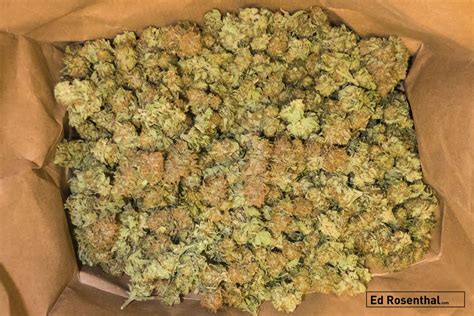 Four Options For Small Scale Drying And Curing Of Cannabis — Ed Rosenthal