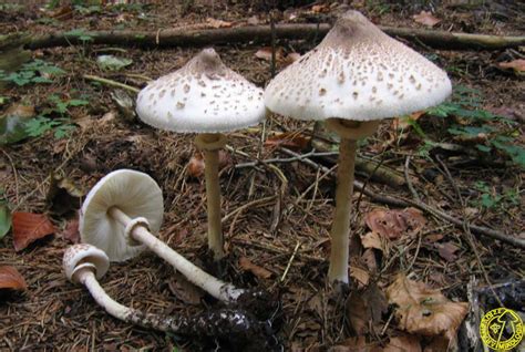 Macrolepiota Mastoidea Aranzadi Zientzia Elkartea