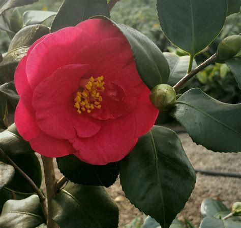 Camellia japonica ‘Greensboro Red’ | Kiefer Nursery: Trees, Shrubs ...