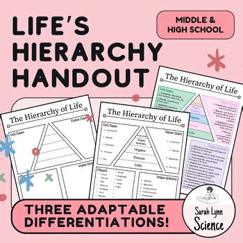 Hierarchy of Life Graphic Organizer by Sarah Lynn Science | TpT