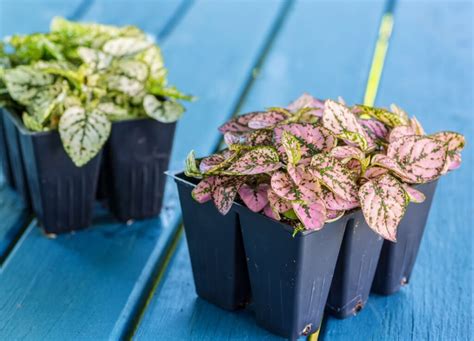 Polka Dot Plant Care Guide First Light Farm