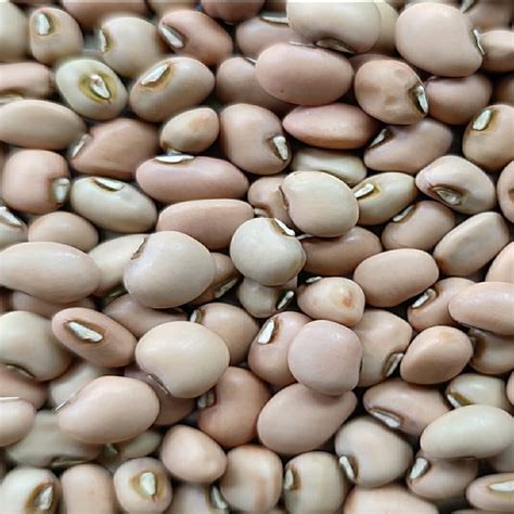 Moong Brown Indian Organic Lobia Cowpea Bean Tamil Nadu At Rs 100 Kg