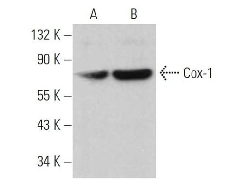 Cox H Scbt Santa Cruz Biotechnology