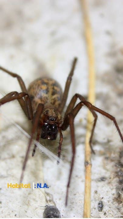 Top 5 Most Dangerous Spiders In North America 🕷️ Stay Informed Stay Safe Youtube