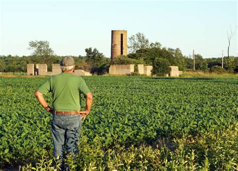 Farmer Checks The Soybeans Stock Photo Image Of Check 32507956