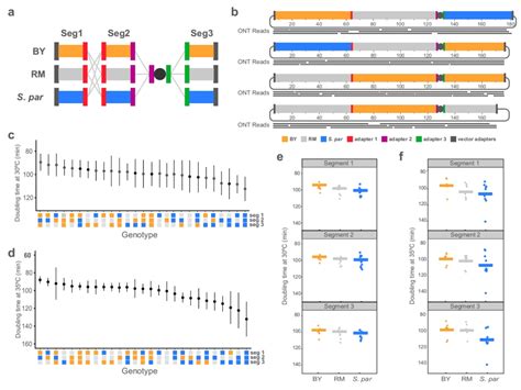 Constructing Synthetic Chromosomes Using Natural Dna Cd Biosynsis