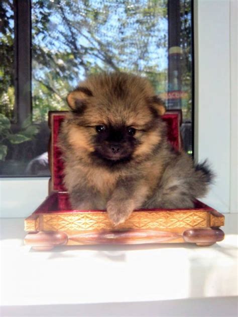 Pomeranian spitz puppies – Kremen Wunderhund, OOO | all.biz