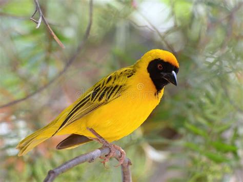 Tecelão Mascarado amarelo Pássaros De África Que Constrói Uma Casa