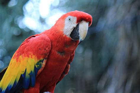 Parrot Red Macaw Bird Hd Wallpaper Pxfuel