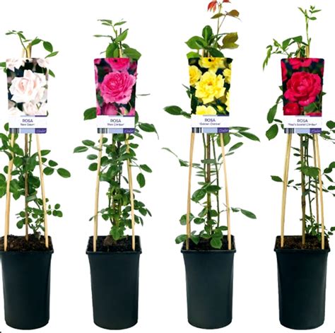 Pack De Rosal Trepador Variado Segura Garden Plantas Online