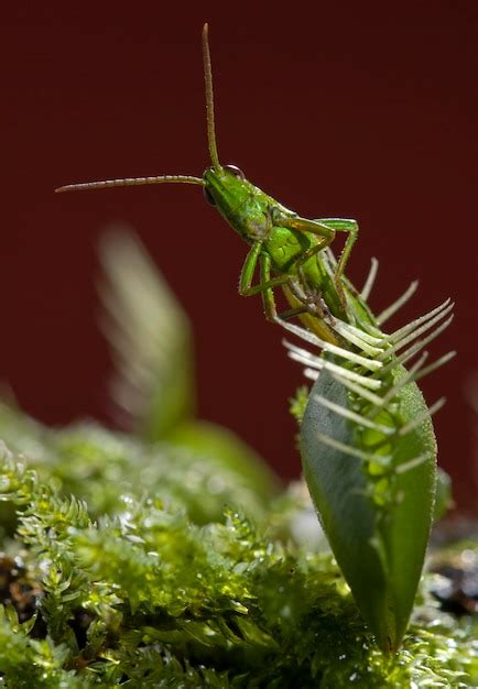 Planta Atrapamoscas Venus Y Captura De Saltamontes Foto Premium