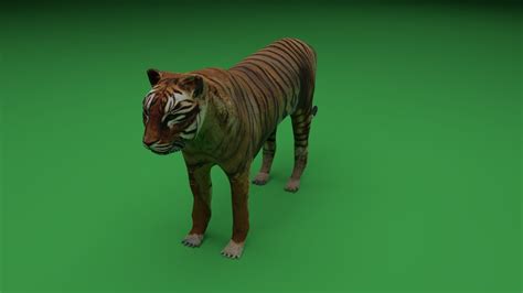 Low Poly Tiger 3D Model VR AR Ready CGTrader