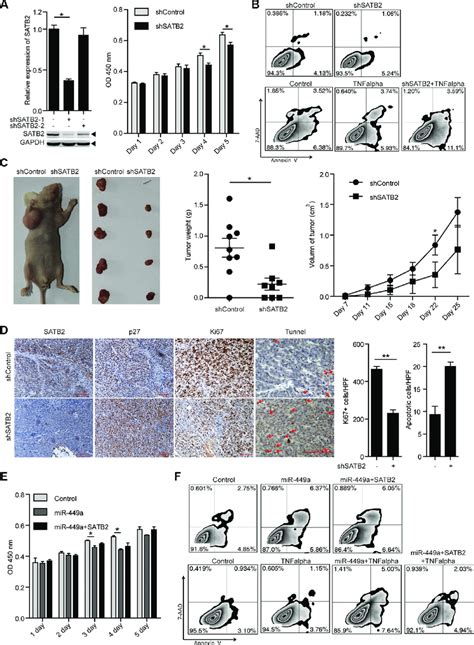 SATB2 Knockdown Inhibits CRC Cell Growth In Vitro And In Vivo A