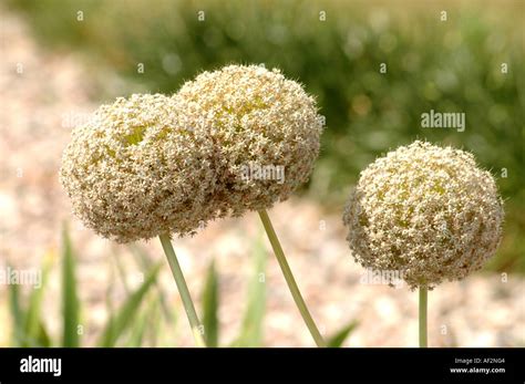 Giant Onion Allium Giganteum Also Called Giant Allium Stock Photo Alamy