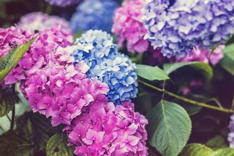 Tips Pemupukan Bunga Hydrangea Dengan Tepat