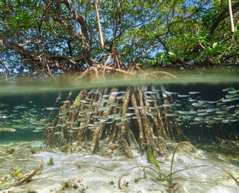 Celebrating Mangroves – the super ecosystem of the tropics | IUCN