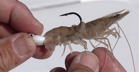 How To Rig A Shrimp On A Jig Head Like A Pro Video