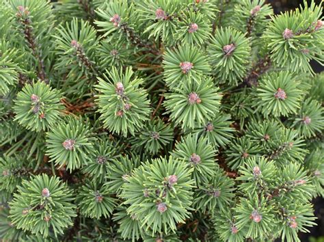 Pinus Mugo Mops Ou Petit Pin De Montagne Pépinière Du Penthièvre