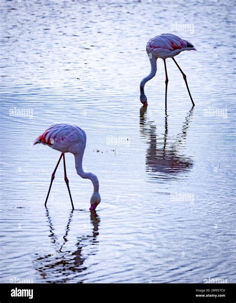 Greater Flamingo Phoenicopterus Roseus Amboseli National Park Kenya