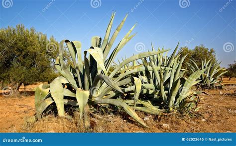 The Cactus Stock Image Image Of Tunisia Rocky Arid 62023645