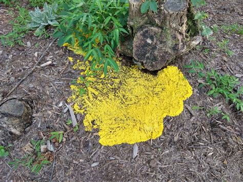 Slime Molds And Yeasts Not A Pest N C Cooperative Extension