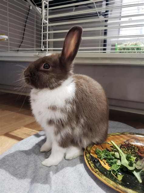 Meet Coco Rbunnies