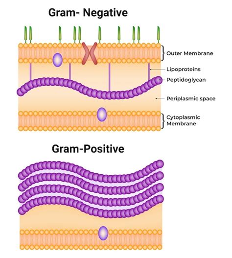 Human Cell Membrane Diagram Images - Free Download on Freepik